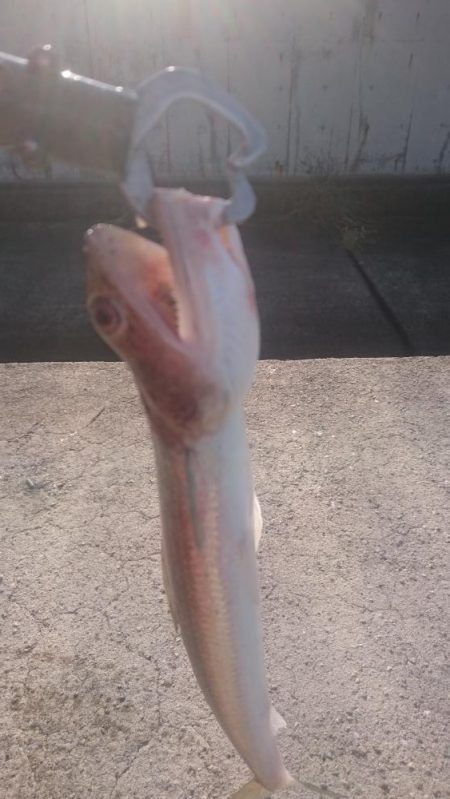 ライトショアジギング