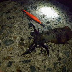 ナイターエギング