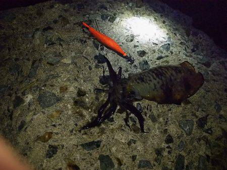 ナイターエギング