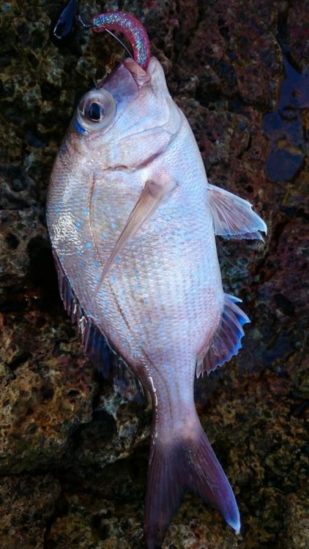 今日は久しぶりのロック