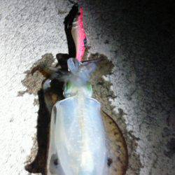 初めてのジギング