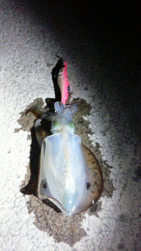 初めてのジギング