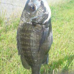 初めてクロダイをつりました。