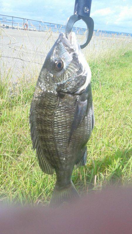 初めてクロダイをつりました。