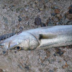 ポロリポロリ…