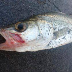 ちゃんと食べれてる?