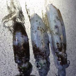 短時間エギング