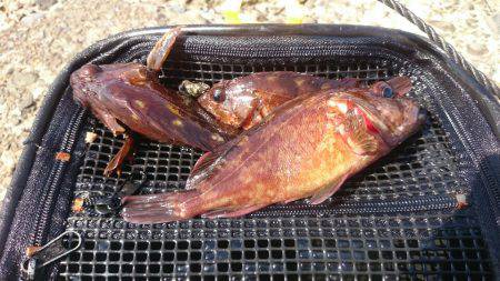 冬の海模様になってきました(`・ω・´)