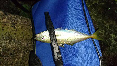 久々のアジング