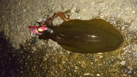 釣れない時のＪＰ頼み