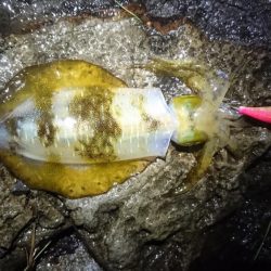 雨の朝マズメ狙い