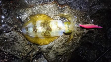 雨の朝マズメ狙い