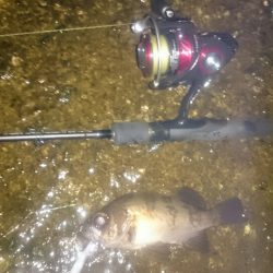 メバルプラグポンポン