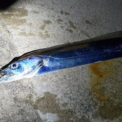 太刀魚 アタリ少ない