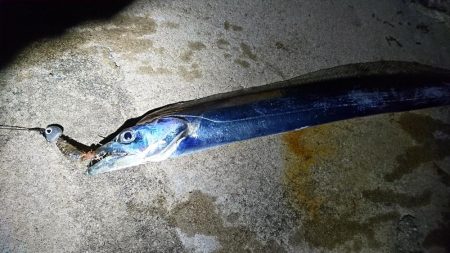 太刀魚 アタリ少ない