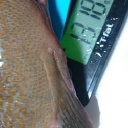 特大のガシラと思ったらアコウでした