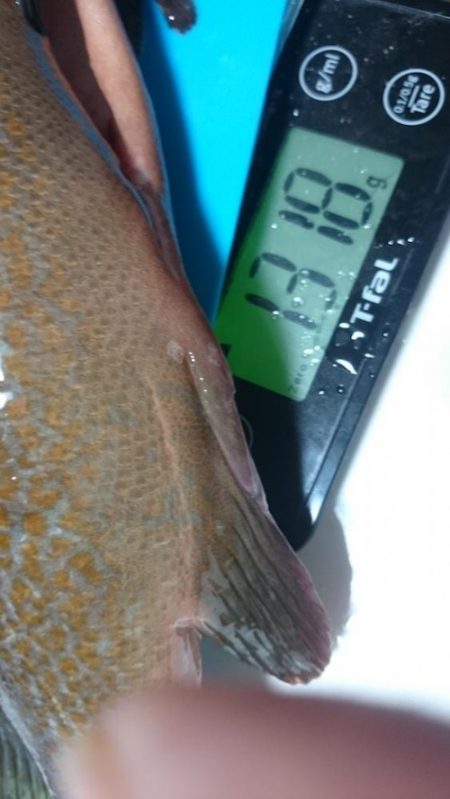 特大のガシラと思ったらアコウでした