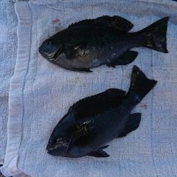 ちょい投げ&サビキ