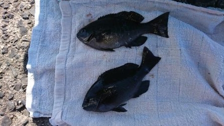 ちょい投げ&サビキ