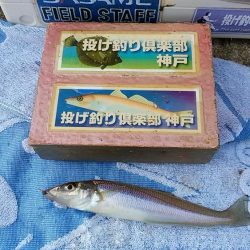 落ちギス狙って再釣行