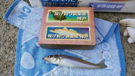 落ちギス狙って再釣行