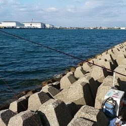 東二見へ落ちギス調査