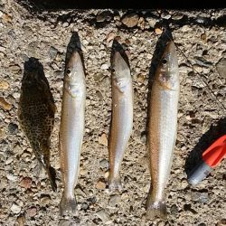 東二見人工島へ落ちギス調査３連投