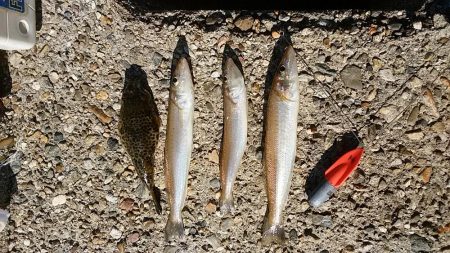 東二見人工島へ落ちギス調査３連投