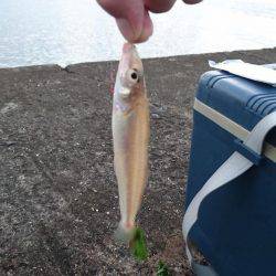 キス釣りは楽しい