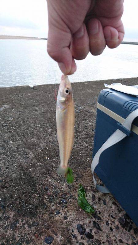 キス釣りは楽しい