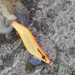 teamゲッソー調査隊