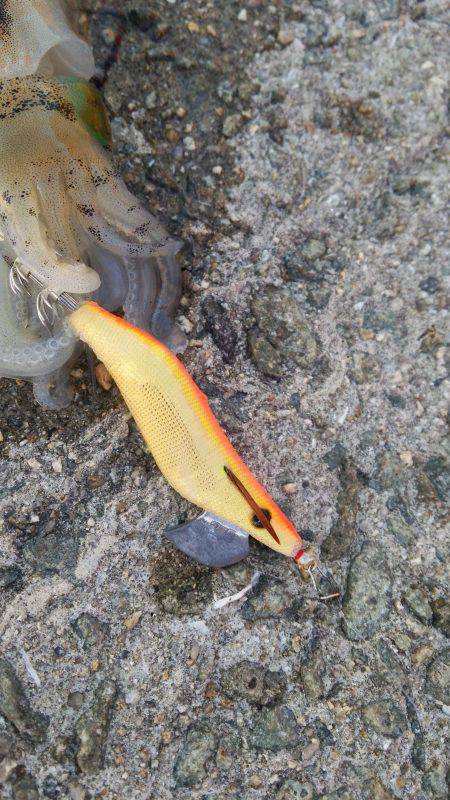 teamゲッソー調査隊