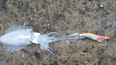 teamゲッソー調査隊