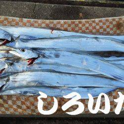 タチウオ、アジ、サバ、ツバスまで。