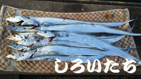 タチウオ、アジ、サバ、ツバスまで。