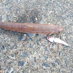 チヌ&ジギング　宮津　ランガン