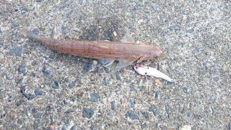 チヌ&ジギング　宮津　ランガン