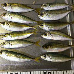 ちょい投げサビキ