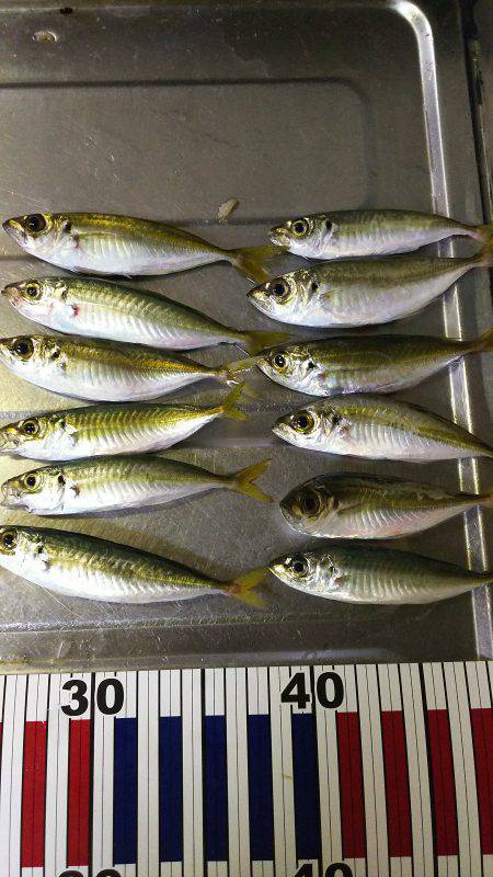 ちょい投げサビキ