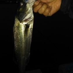 久しぶりの姫路でセイゴ。