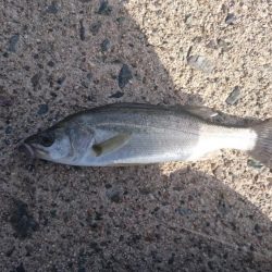 エギング&エソング