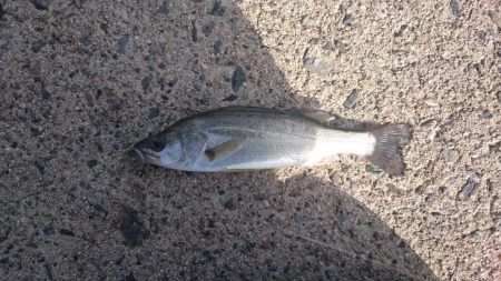 エギング&エソング