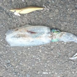 エギング&デイアジング