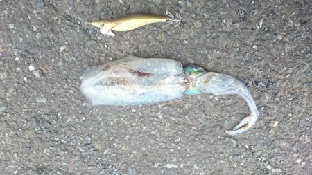 エギング&デイアジング