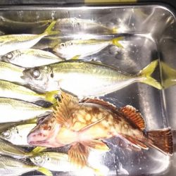 台風後のデイアジング