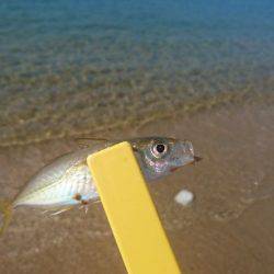 暑い！渋い‼でもキレイ❗