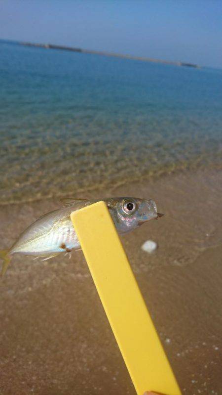 暑い！渋い‼でもキレイ❗