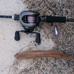 ライトソルト　エソ