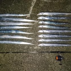 ケーソンタチウオ