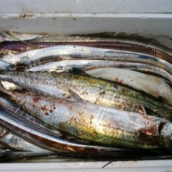 淀川キビレ2017年10月